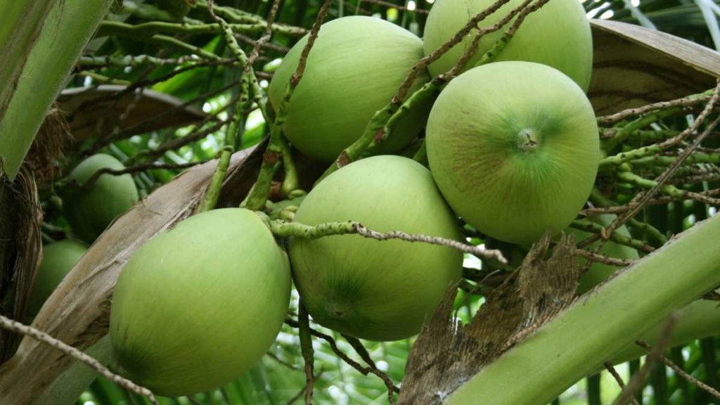 Coconut Harvesting